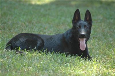 Dogs for Sale in NC